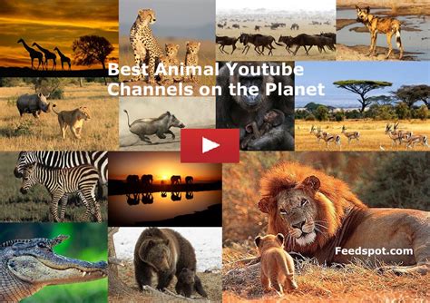 animals channel on youtube